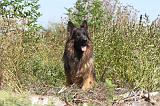 BERGER ALLEMAND 217